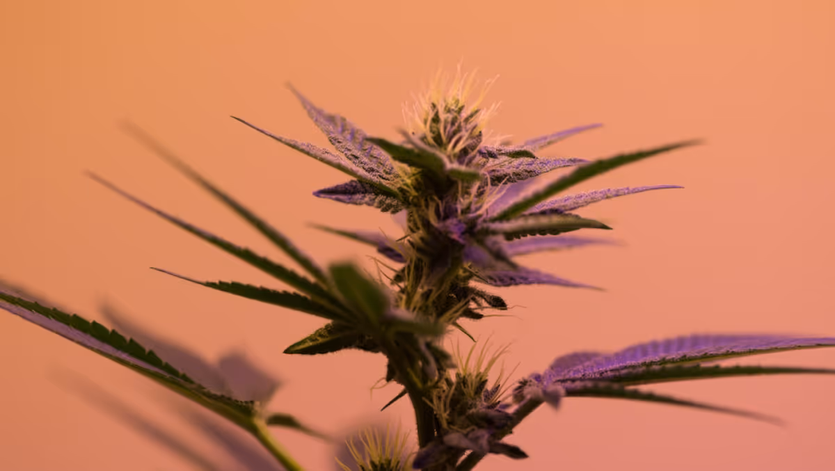 hemp